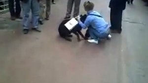 Кошка напала на Ротвейлера