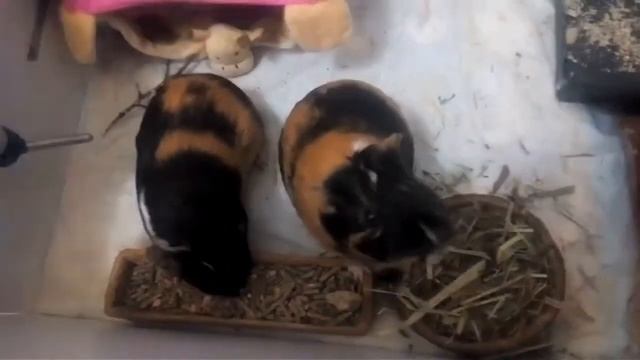 Морская свинка, вздутый живот! смотреть онлайн