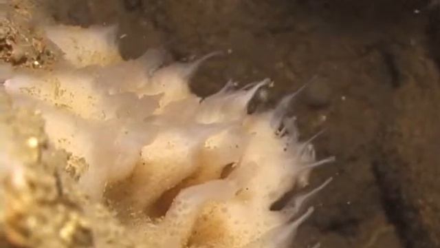 © Фауна Черного моря. Губки Черного моря // Fauna of the Black Sea