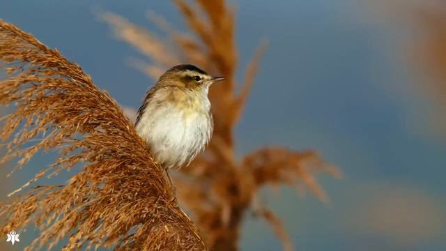 Ультра расслабляющая музыка чтобы успокоить разум, перестать думать 🌿 музыка для сна, души и тела