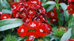 Jardinage: Œillet Dianthus barbatus Sweet Black cherry: photos de fleurs et de plantes vivaces