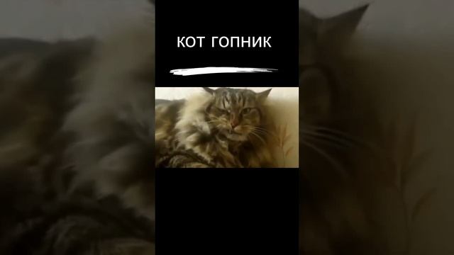 кот гопник