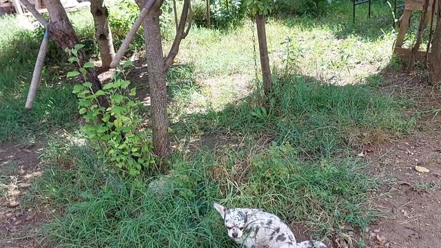 ПОДРОБНО о ПРАВИЛЬНОМ ПИТАНИИ моих собак, питомник чихуахуа Кастропуло Крым смотреть онлайн