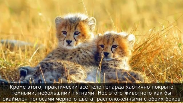 Гепард - самый быстрый хищник на планете. Где обитает, как охотится и чем питается хищная кошка