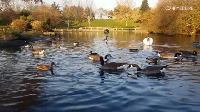 Критика: как и какой знак Зодиака реагирует на нее смотреть онлайн