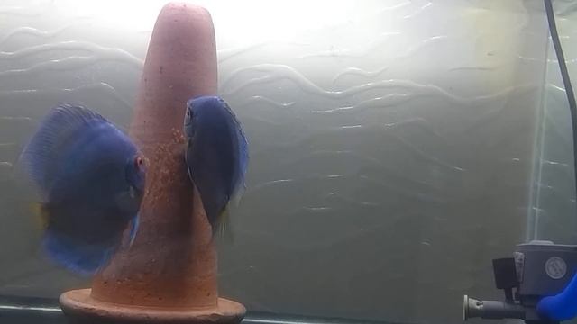 Blue Diamond Discus Laying eggs - Discus blue diamond bertelur смотреть онлайн