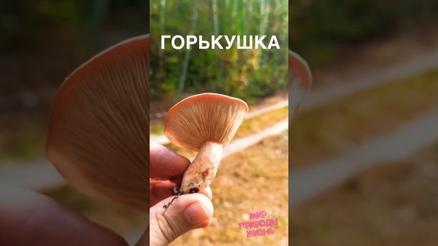 Горькушка