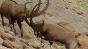 Козерог - интересные факты, животные Евразии, Альпийский горный козел