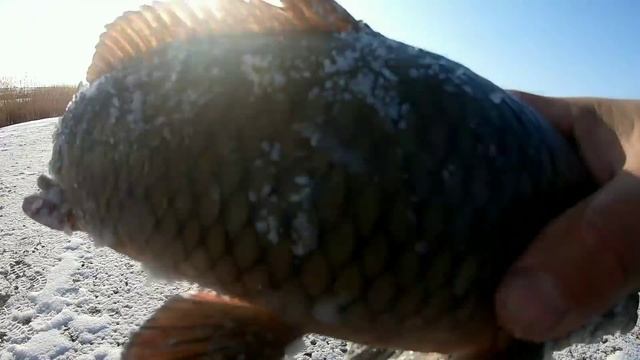 ЗИМА.МОРОЗ.БЛЕСНА.САЗАНЫ....Рыбалка в Казахстане на жерлицы и удочки...