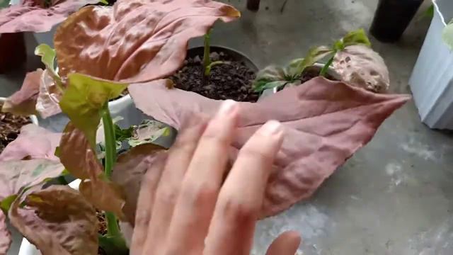 cara membedakan singonium pink perfection смотреть онлайн