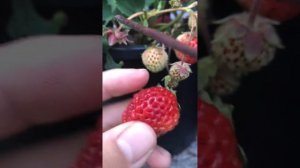 Framberry Strawberry PNW Gardening