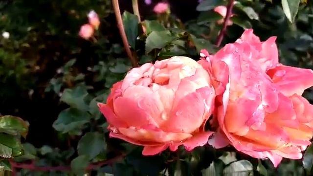 Роза для весны - Флорибунда Феникс смотреть онлайн