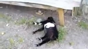 Порода коз, которые при испуге притворяются мертвыми ))