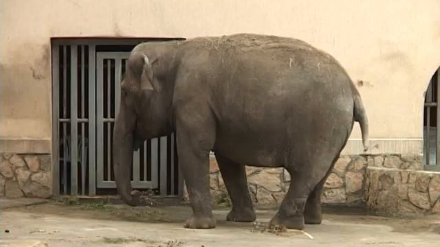 Слониха смотреть онлайн