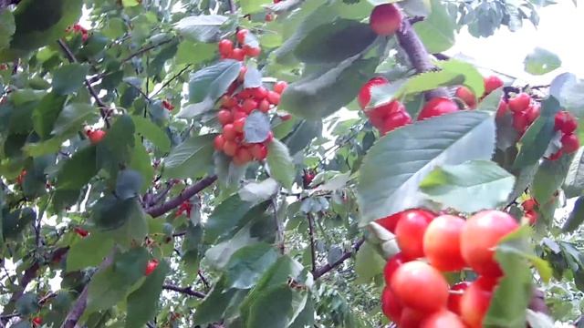 Тонкости выращивания черешень смотреть онлайн