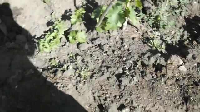 Удобрение виноградника. смотреть онлайн