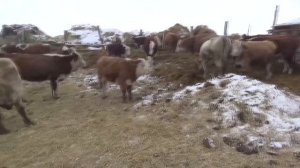 Какие бычки самые перспективные! Удачные клички.