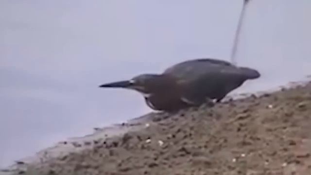 Топ подборка невероятных видео запечатленных на камеру