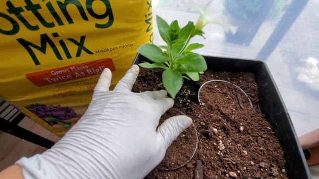 Петунии. Сажаем в кашпо укоренённые черенки маточников. смотреть онлайн