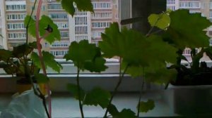 Виноград. Выращивание из зеленых побегов.