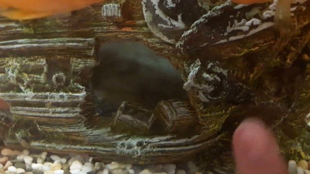 Наш первый аквариум our fish and turtle and our aquarium наши рыбки и черепаха и наш аквариум смотреть онлайн