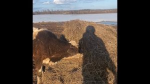 Корова после отёла чем Поить