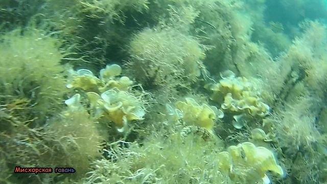 Найди иголку в стоге сена, поймай иглу в зарослях водорослей. Ялта дайвинг Крым Мисхорская гавань