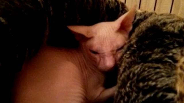 Эта кошка плакала, когда хозяин принес ее на усыпление! Реальная история, от которой замирает сердц смотреть онлайн