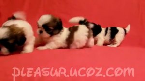 Щенки Ши тцу 1 месяц Pleasure of Life