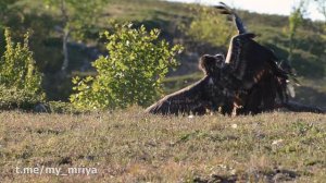 Орёл против Грифа. Орлан-белохвост vs Черный Гриф