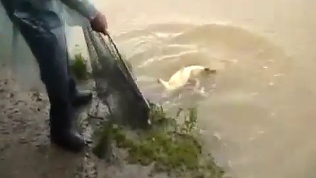 Плюс 18 карпов в пруд "Клёвое место" Горячий Ключ смотреть онлайн