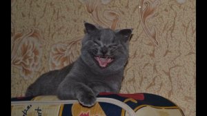 Кошачьи укусы опаснее собачьих, намного опаснее...