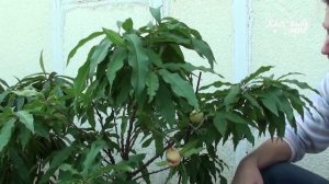 Как вырастить нектарины дома. Сайт "Садовый мир"