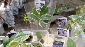 Выставка цветов г. Ростов-на-Дону в. парке им В. Черевичкина.