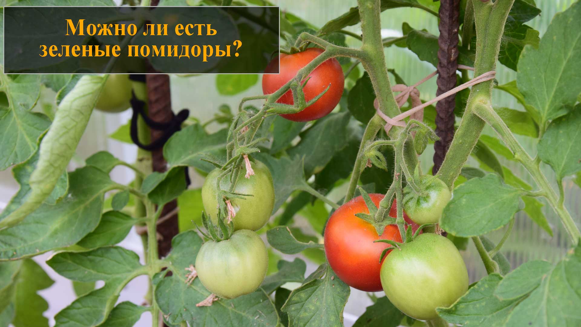 Можно ли есть зеленые помидоры смотреть онлайн