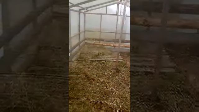 Свиньи с нуля, временное содержание свиней в теплице.