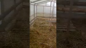 Свиньи с нуля, временное содержание свиней в теплице.