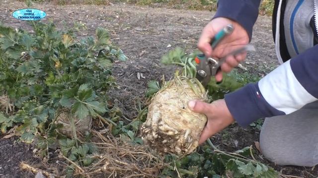 Осенний урожай сельдерея. смотреть онлайн