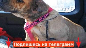 У спасателей волосы стали дыбом, когда они узнали, что этой собачке пришлось пережить.