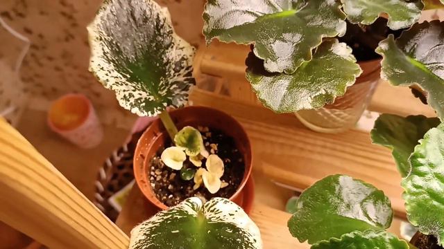 Коллекция фиалок 10.08.23 смотреть онлайн