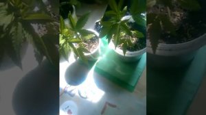 Мой первый аут. Подгон от семяныча