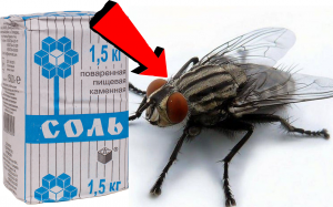 Как Быстро избавиться от мух За 3 Секунды!!!