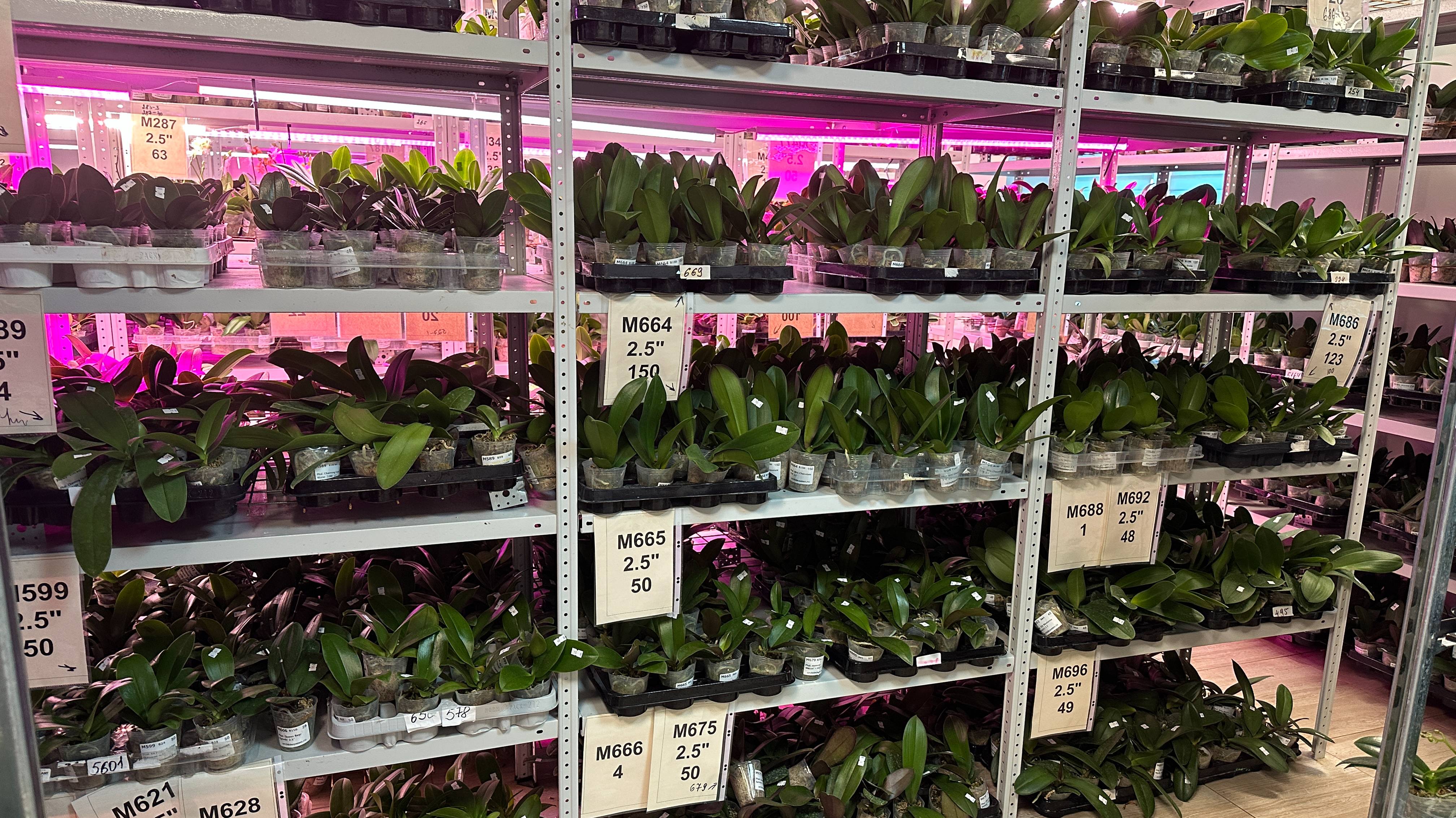 🌸 ПРОДАЖА ОРХИДЕЙ. Подростки сортовых орхидей из АЗИИ от MIKI ORCHID. Обзор орхидей 17.09.2024 г.