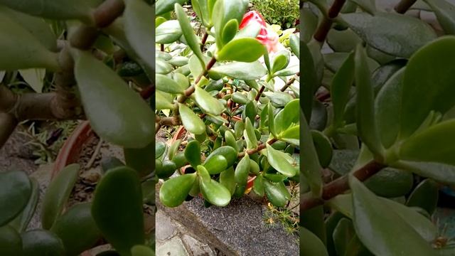 Денежное дерево или Красула смотреть онлайн