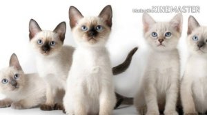 ?Чем кормить котёнка до года?