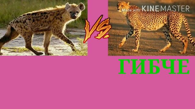 Гиена против гепарда(кто же сильнее?)!! смотреть онлайн