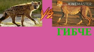Гиена против гепарда(кто же сильнее?)!!