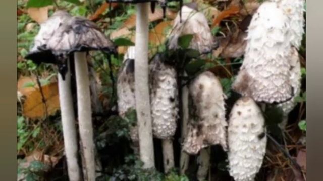 SHAGGY INK CAP смотреть онлайн