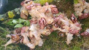 Ахатина Занзибарика Чехи. Живородящие улиточки.