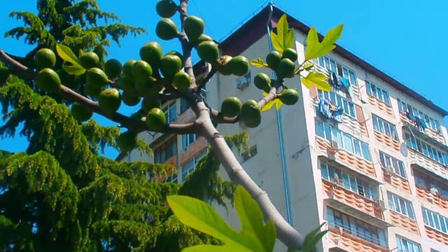 Редкое явление!!! Плод инжира в мае. Лазаревское, 2013 смотреть онлайн